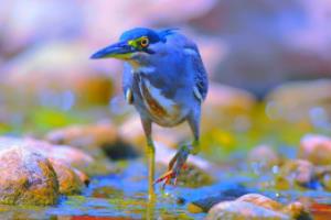 萨尔茨堡德鲁斯,德甲联赛中的黑马与冠军争夺者德甲联赛赖弗堡