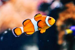 英冠与德甲,欧洲顶级联赛的较量与对比英冠和德甲联赛